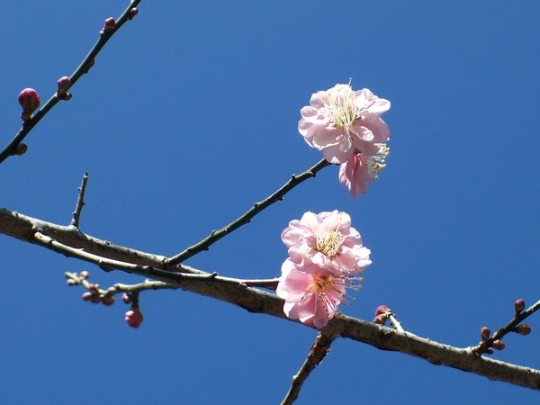 09.01.19逸軒園梅花