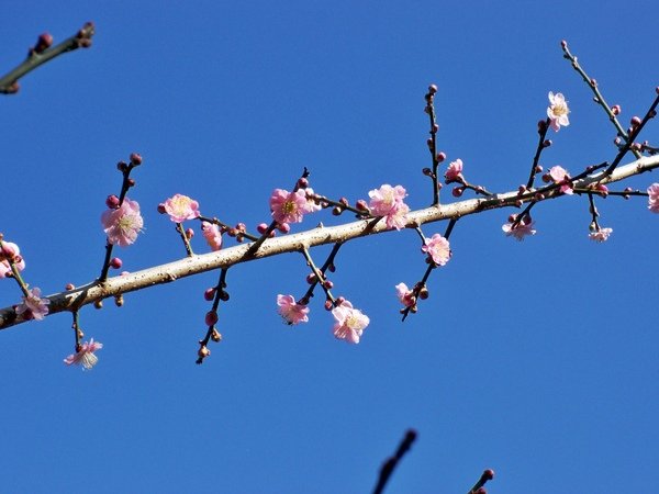 08.01.23逸軒園櫻花