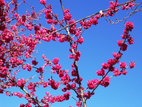 09.01.23逸軒園櫻花