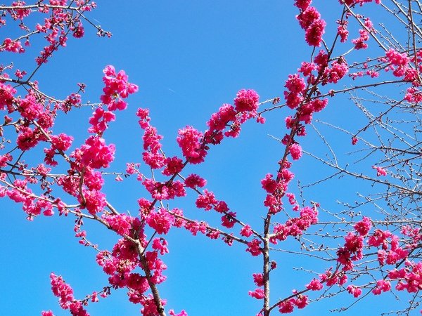 09.01.23逸軒園櫻花