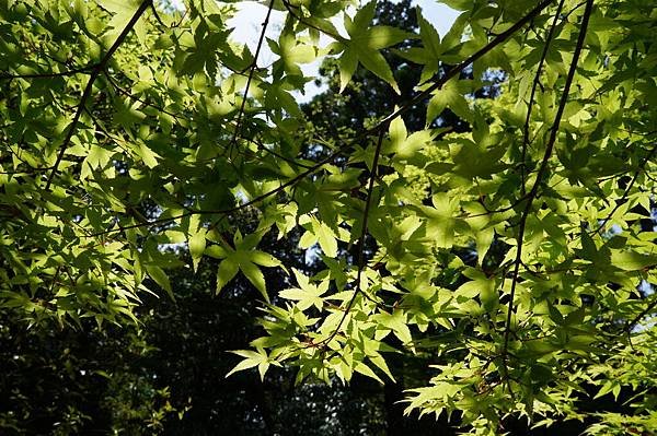 04京阪神奈D4-萬葉植物園