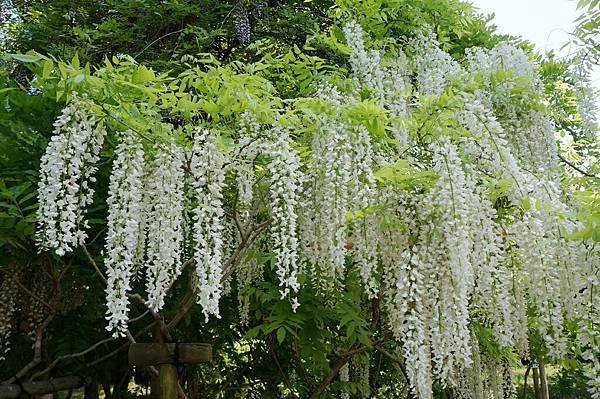 05京阪神奈D4-萬葉植物園