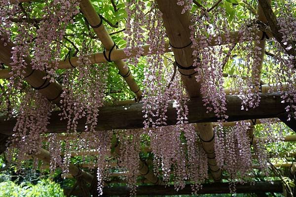 06京阪神奈D4-萬葉植物園