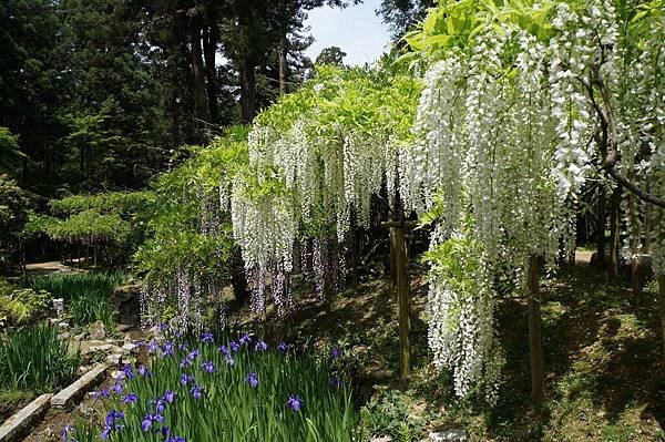 07京阪神奈D4-萬葉植物園