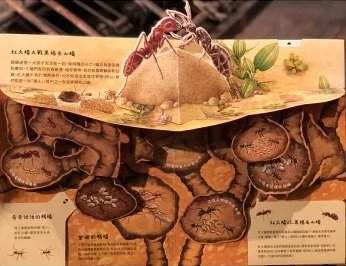 法布爾1.jpg