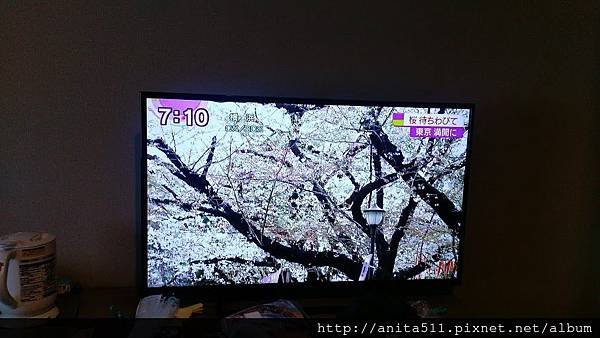 NHK賞櫻報導