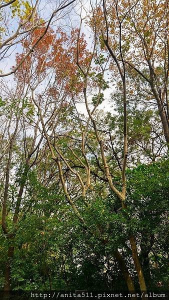 台中科博館植物園