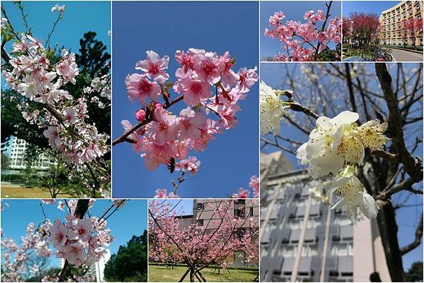 20160302莒光公園櫻花+中央大學櫻花+台灣燈會