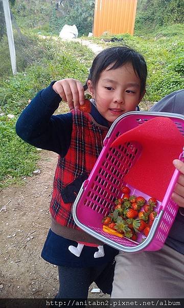 20150124動物園南庄採草莓 (74).jpg