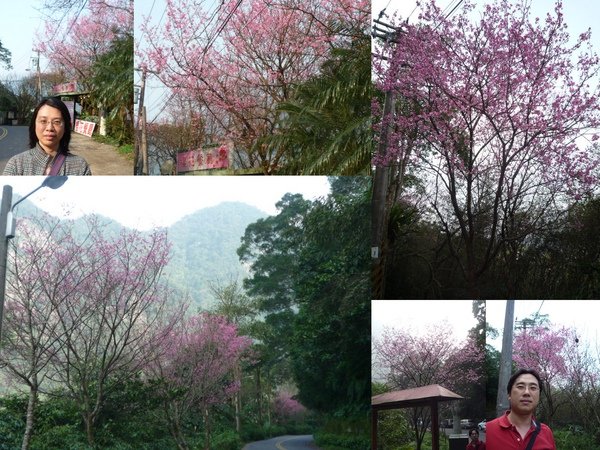 環山路櫻花樹3