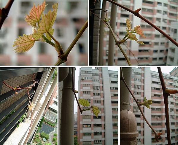 20111013后黑葡萄樹001