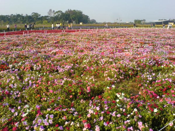 20091208千樺花園15
