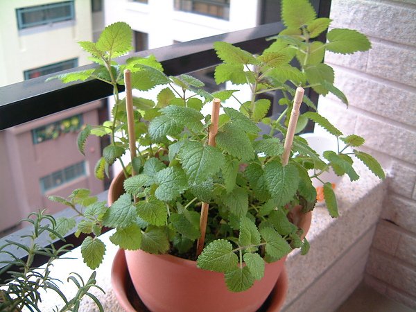 20100415植物001