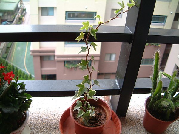 20100415植物003