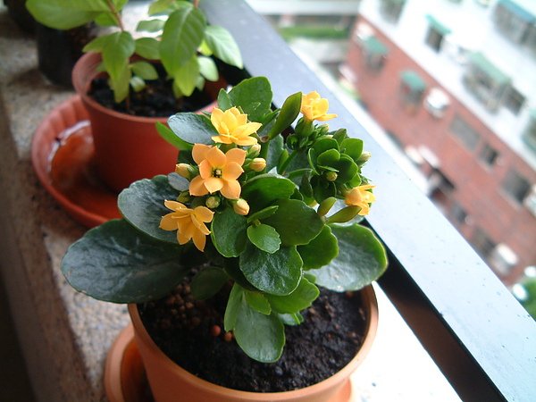 20100415植物005