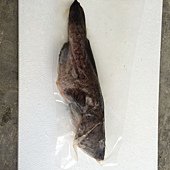 石斑魚