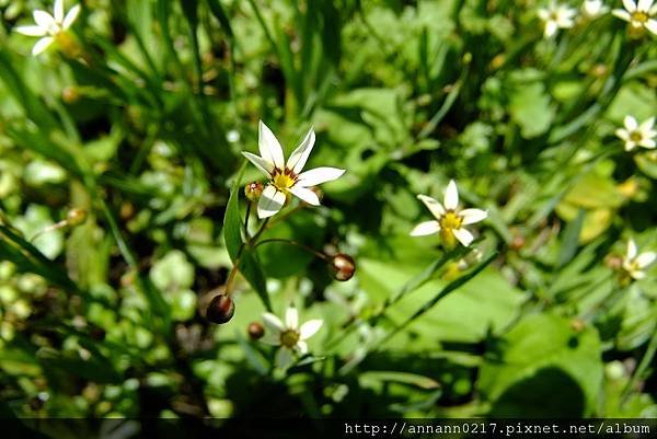 0048小野花.jpg