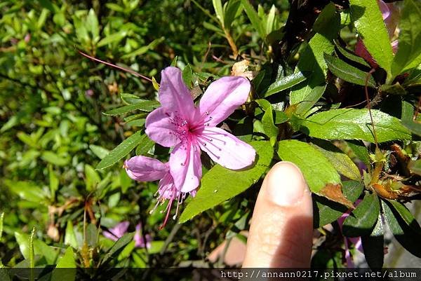 0020烏來杜鵑花朵很小.jpg