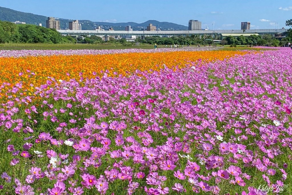 關渡花海_028.jpg