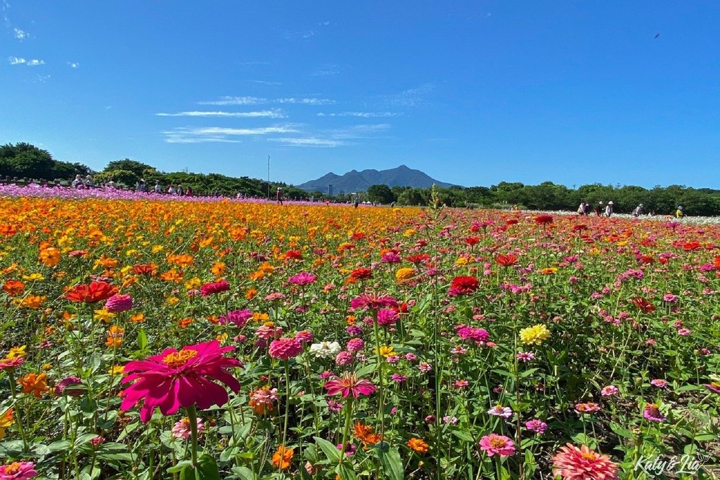 關渡花海_044.jpg