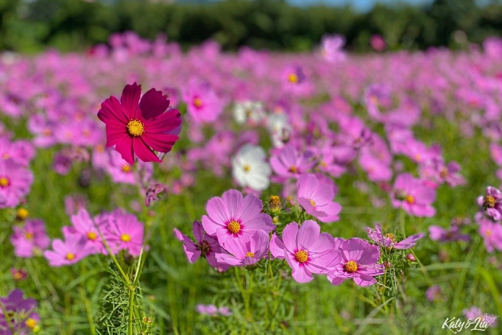 關渡花海_063.jpg