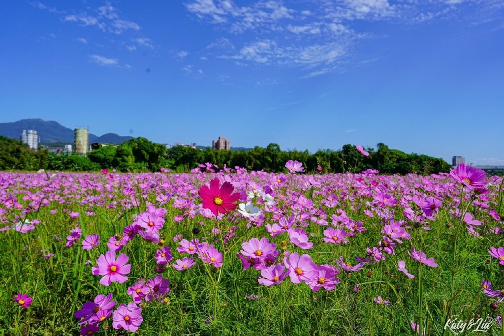 關渡花海_068.jpg