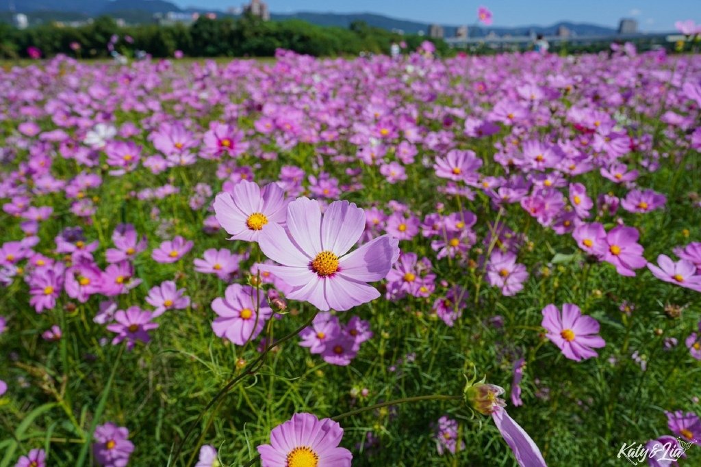 關渡花海_075.jpg