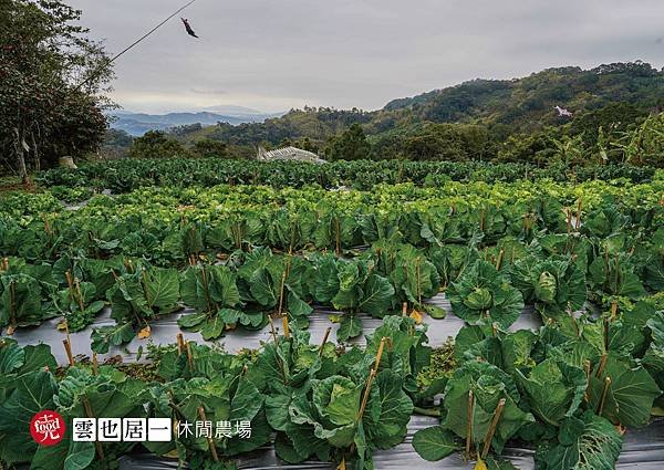 雲也居一休閒農場｜苗栗大湖 客家景觀餐廳 有機蔬菜採收 田媽