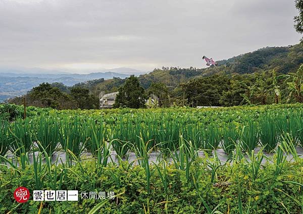 雲也居一休閒農場｜苗栗大湖 客家景觀餐廳 有機蔬菜採收 田媽