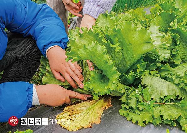 雲也居一休閒農場｜苗栗大湖 客家景觀餐廳 有機蔬菜採收 田媽