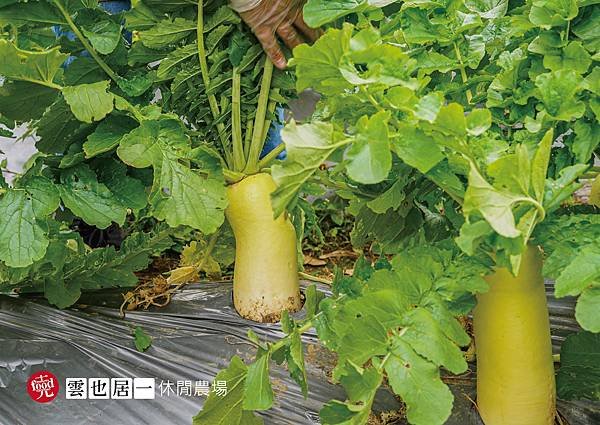 雲也居一休閒農場｜苗栗大湖 客家景觀餐廳 有機蔬菜採收 田媽