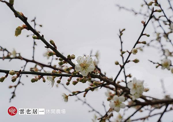 雲也居一休閒農場｜苗栗大湖 客家景觀餐廳 有機蔬菜採收 田媽
