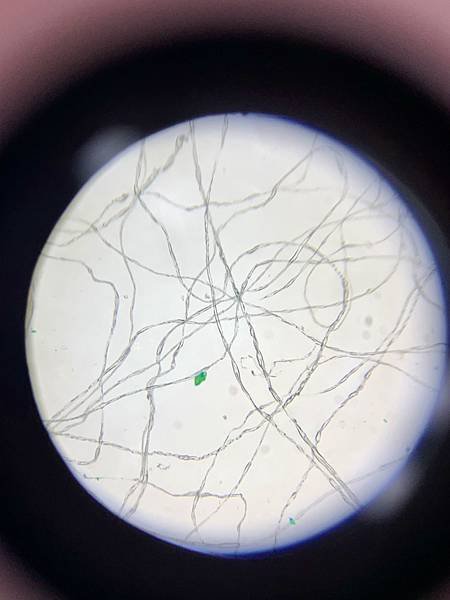 生物玻片 (2).jpg