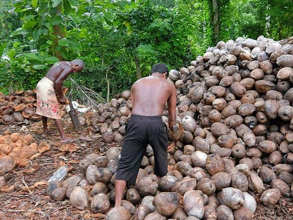 coconut oil 1.jpg
