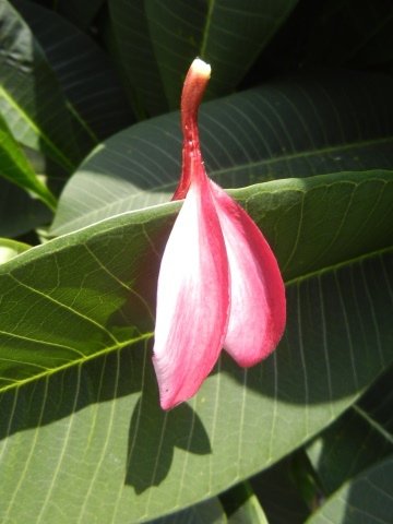 DSCN7615.JPG