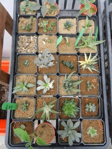 【彰化員林】CP值超高的阿翔泰式料理【暫停營業】