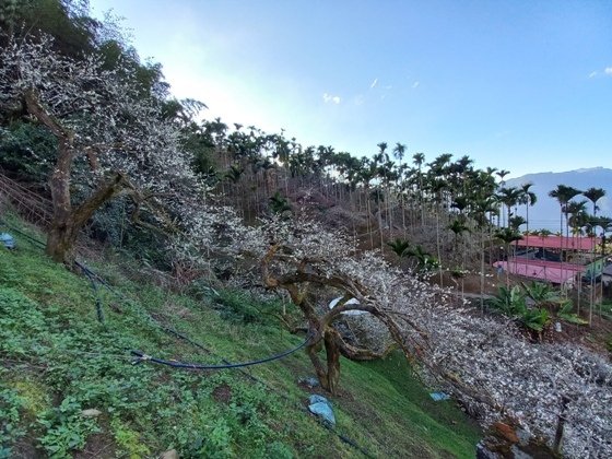 【南投水里】梅花撲鼻香的陳董梅園－112年12月南投小旅行(