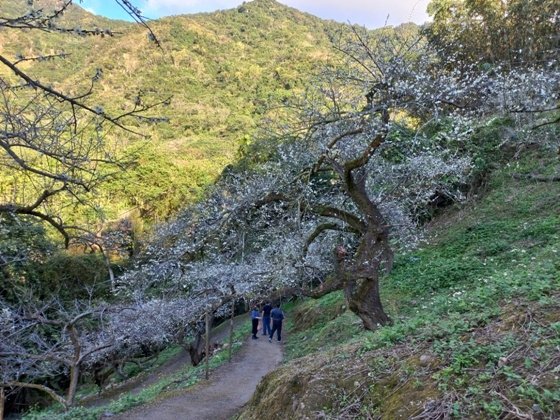 【南投水里】梅花撲鼻香的陳董梅園－112年12月南投小旅行(