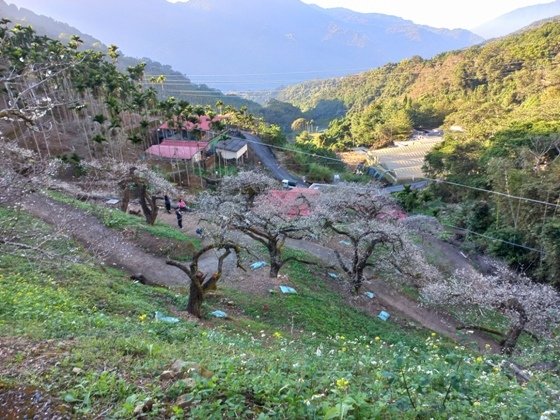 【南投水里】梅花撲鼻香的陳董梅園－112年12月南投小旅行(