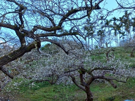 【南投水里】梅花撲鼻香的陳董梅園－112年12月南投小旅行(