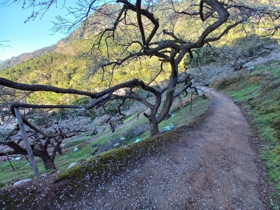 【南投水里】梅花撲鼻香的陳董梅園－112年12月南投小旅行(