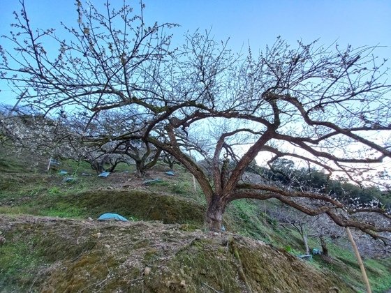 【南投水里】梅花撲鼻香的陳董梅園－112年12月南投小旅行(