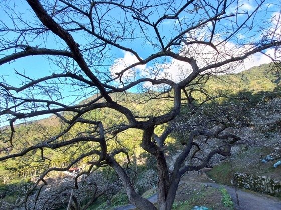 【南投水里】梅花撲鼻香的陳董梅園－112年12月南投小旅行(