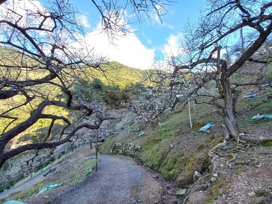 【南投水里】梅花撲鼻香的陳董梅園－112年12月南投小旅行(