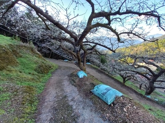 【南投水里】梅花撲鼻香的陳董梅園－112年12月南投小旅行(