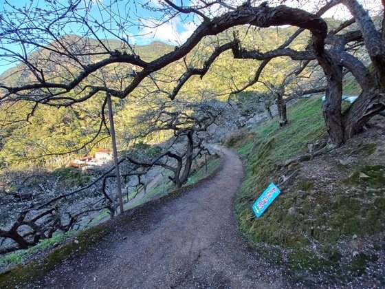 【南投水里】梅花撲鼻香的陳董梅園－112年12月南投小旅行(