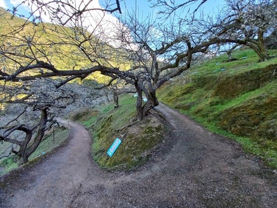 【南投水里】梅花撲鼻香的陳董梅園－112年12月南投小旅行(