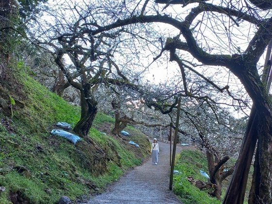 【南投水里】梅花撲鼻香的陳董梅園－112年12月南投小旅行(