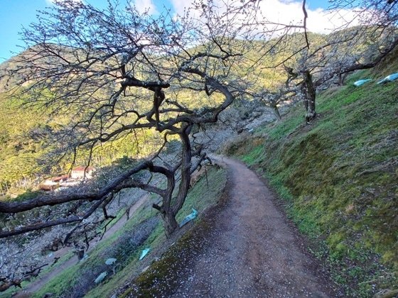 【南投水里】梅花撲鼻香的陳董梅園－112年12月南投小旅行(