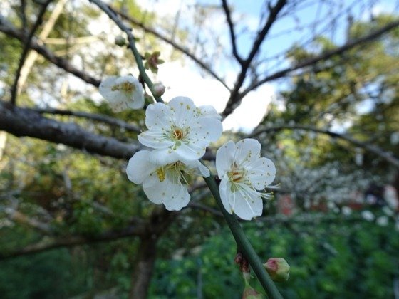 【南投水里】梅花撲鼻香的陳董梅園－112年12月南投小旅行(